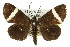  ( - 10ANIC-06897)  @11 [ ] CreativeCommons - Attribution (2010) CBG Photography Group Centre for Biodiversity Genomics