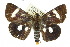  ( - 10ANIC-06906)  @15 [ ] CreativeCommons - Attribution (2010) CBG Photography Group Centre for Biodiversity Genomics