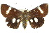  ( - 10ANIC-06908)  @15 [ ] CreativeCommons - Attribution (2010) CBG Photography Group Centre for Biodiversity Genomics