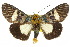  ( - 10ANIC-06909)  @11 [ ] CreativeCommons - Attribution (2010) CBG Photography Group Centre for Biodiversity Genomics