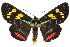 (Agarista - 10ANIC-06924)  @15 [ ] CreativeCommons - Attribution (2010) CBG Photography Group Centre for Biodiversity Genomics