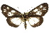  ( - 10ANIC-06935)  @11 [ ] CreativeCommons - Attribution (2010) CBG Photography Group Centre for Biodiversity Genomics
