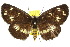  ( - 10ANIC-06941)  @11 [ ] CreativeCommons - Attribution (2010) CBG Photography Group Centre for Biodiversity Genomics