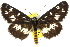  ( - 10ANIC-06945)  @11 [ ] CreativeCommons - Attribution (2010) CBG Photography Group Centre for Biodiversity Genomics