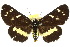  ( - 10ANIC-06946)  @11 [ ] CreativeCommons - Attribution (2010) CBG Photography Group Centre for Biodiversity Genomics