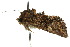  ( - 10ANIC-06958)  @13 [ ] CreativeCommons - Attribution (2010) CBG Photography Group Centre for Biodiversity Genomics