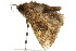 ( - 10ANIC-06963)  @13 [ ] CreativeCommons - Attribution (2010) CBG Photography Group Centre for Biodiversity Genomics