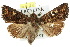  ( - 10ANIC-06966)  @15 [ ] CreativeCommons - Attribution (2010) CBG Photography Group Centre for Biodiversity Genomics