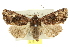  ( - 10ANIC-06967)  @11 [ ] CreativeCommons - Attribution (2010) CBG Photography Group Centre for Biodiversity Genomics