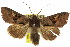  ( - 10ANIC-06987)  @15 [ ] CreativeCommons - Attribution (2010) CBG Photography Group Centre for Biodiversity Genomics