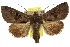  ( - 10ANIC-06988)  @15 [ ] CreativeCommons - Attribution (2010) CBG Photography Group Centre for Biodiversity Genomics