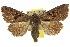  ( - 10ANIC-06989)  @15 [ ] CreativeCommons - Attribution (2010) CBG Photography Group Centre for Biodiversity Genomics