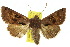  ( - 10ANIC-06991)  @15 [ ] CreativeCommons - Attribution (2010) CBG Photography Group Centre for Biodiversity Genomics