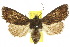  ( - 10ANIC-06998)  @15 [ ] CreativeCommons - Attribution (2010) CBG Photography Group Centre for Biodiversity Genomics