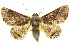  ( - 10ANIC-07059)  @14 [ ] CreativeCommons - Attribution (2010) CBG Photography Group Centre for Biodiversity Genomics