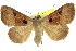 ( - 10ANIC-07075)  @14 [ ] CreativeCommons - Attribution (2010) CBG Photography Group Centre for Biodiversity Genomics
