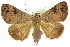  ( - 10ANIC-07076)  @14 [ ] CreativeCommons - Attribution (2010) CBG Photography Group Centre for Biodiversity Genomics