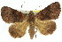  ( - 10ANIC-07077)  @14 [ ] CreativeCommons - Attribution (2010) CBG Photography Group Centre for Biodiversity Genomics