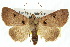  ( - 10ANIC-07079)  @14 [ ] CreativeCommons - Attribution (2010) CBG Photography Group Centre for Biodiversity Genomics