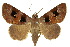  ( - 10ANIC-07082)  @11 [ ] CreativeCommons - Attribution (2010) CBG Photography Group Centre for Biodiversity Genomics