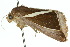  ( - 10ANIC-07085)  @13 [ ] CreativeCommons - Attribution (2010) CBG Photography Group Centre for Biodiversity Genomics