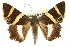  ( - 10ANIC-07094)  @14 [ ] CreativeCommons - Attribution (2010) CBG Photography Group Centre for Biodiversity Genomics