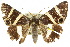  ( - 10ANIC-07095)  @14 [ ] CreativeCommons - Attribution (2010) CBG Photography Group Centre for Biodiversity Genomics