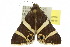  ( - 10ANIC-07096)  @14 [ ] CreativeCommons - Attribution (2010) CBG Photography Group Centre for Biodiversity Genomics