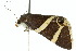  ( - 10ANIC-07097)  @14 [ ] CreativeCommons - Attribution (2010) CBG Photography Group Centre for Biodiversity Genomics