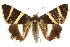  ( - 10ANIC-07098)  @14 [ ] CreativeCommons - Attribution (2010) CBG Photography Group Centre for Biodiversity Genomics