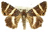  ( - 10ANIC-07102)  @15 [ ] CreativeCommons - Attribution (2010) CBG Photography Group Centre for Biodiversity Genomics