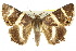 ( - 10ANIC-07103)  @14 [ ] CreativeCommons - Attribution (2010) CBG Photography Group Centre for Biodiversity Genomics