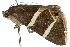  ( - 10ANIC-07106)  @12 [ ] CreativeCommons - Attribution (2010) CBG Photography Group Centre for Biodiversity Genomics