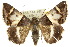  ( - 10ANIC-07110)  @15 [ ] CreativeCommons - Attribution (2010) CBG Photography Group Centre for Biodiversity Genomics