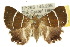  ( - 10ANIC-07119)  @15 [ ] CreativeCommons - Attribution (2010) CBG Photography Group Centre for Biodiversity Genomics
