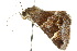  ( - 10ANIC-07125)  @13 [ ] CreativeCommons - Attribution (2010) CBG Photography Group Centre for Biodiversity Genomics