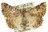  ( - 10ANIC-07135)  @14 [ ] CreativeCommons - Attribution (2010) CBG Photography Group Centre for Biodiversity Genomics