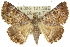  (Bastilla hercodes - 10ANIC-07136)  @15 [ ] CreativeCommons - Attribution (2010) CBG Photography Group Centre for Biodiversity Genomics
