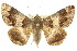  ( - 10ANIC-07138)  @11 [ ] CreativeCommons - Attribution (2010) CBG Photography Group Centre for Biodiversity Genomics