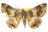  ( - 10ANIC-07139)  @14 [ ] CreativeCommons - Attribution (2010) CBG Photography Group Centre for Biodiversity Genomics
