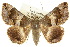  (Dysgonia senex - 10ANIC-07140)  @15 [ ] CreativeCommons - Attribution (2010) CBG Photography Group Centre for Biodiversity Genomics