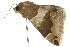  ( - 10ANIC-07141)  @13 [ ] CreativeCommons - Attribution (2010) CBG Photography Group Centre for Biodiversity Genomics