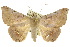  ( - 10ANIC-07142)  @15 [ ] CreativeCommons - Attribution (2010) CBG Photography Group Centre for Biodiversity Genomics