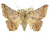  ( - 10ANIC-07143)  @15 [ ] CreativeCommons - Attribution (2010) CBG Photography Group Centre for Biodiversity Genomics