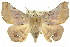  ( - 10ANIC-07144)  @15 [ ] CreativeCommons - Attribution (2010) CBG Photography Group Centre for Biodiversity Genomics
