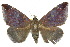  ( - 10ANIC-07145)  @14 [ ] CreativeCommons - Attribution (2010) CBG Photography Group Centre for Biodiversity Genomics