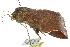  ( - 10ANIC-07146)  @13 [ ] CreativeCommons - Attribution (2010) CBG Photography Group Centre for Biodiversity Genomics