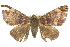  ( - 10ANIC-07147)  @13 [ ] CreativeCommons - Attribution (2010) CBG Photography Group Centre for Biodiversity Genomics