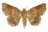  (Dysgonia hamatilis - 10ANIC-07149)  @15 [ ] CreativeCommons - Attribution (2010) CBG Photography Group Centre for Biodiversity Genomics