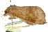  ( - 10ANIC-07150)  @12 [ ] CreativeCommons - Attribution (2010) CBG Photography Group Centre for Biodiversity Genomics